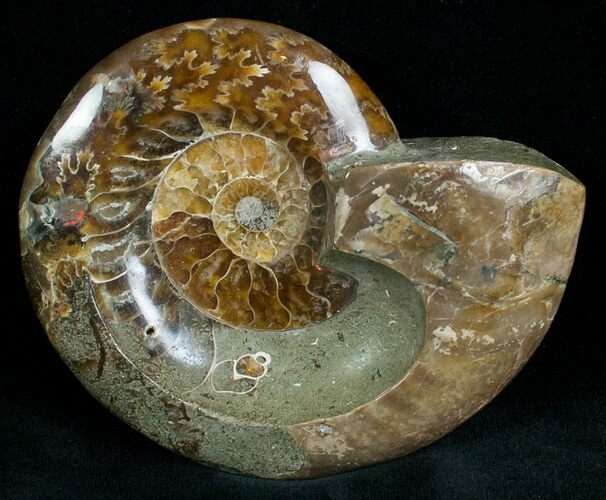 Wide Polished Ammonite Dish #7015